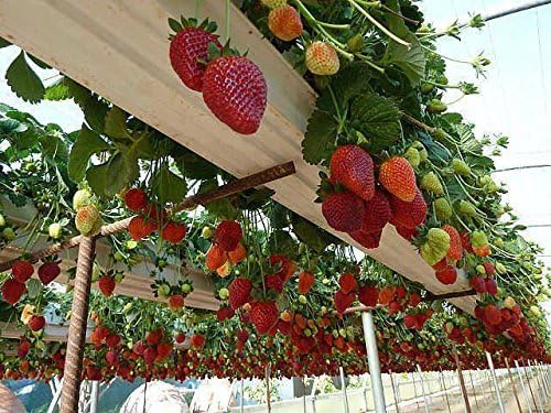 0.01g strawberry seeds FRESCA attractive, toothed, three-lobed leaves
