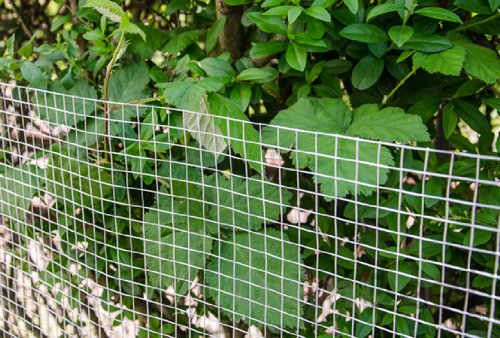 NIEDERBERG METALL 25m x 100cm Volierendraht - Verzinkt 19x19mm - Maschendrahtzaun Kaninchendraht – Bild 6