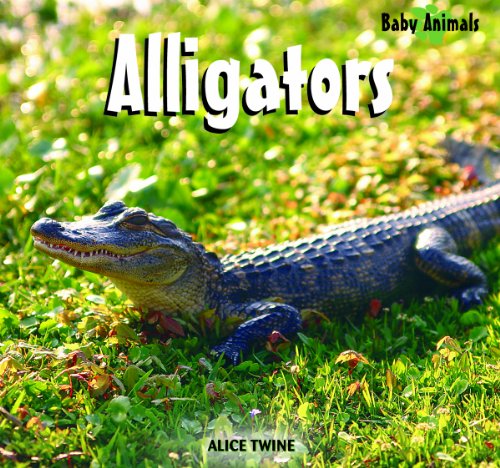 Alligators (Baby Animals (Kingfisher))