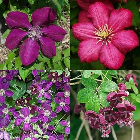 Clematis Rot mix 4 Pflanzen kaufen / 3 bezahlen (1,5 Liter Topfen