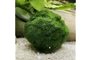 RWSEFK 6 Large Live Moss Pebbles Balls for Aquariums - Decorative Green Algae Spheres for Enhanced Aquarium Aesthetics 1.3''-1.5'' (6)
