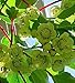 Actinidia deliciosa, Fuzzy Male Kiwi vine. Live plant to 1'-2' tall