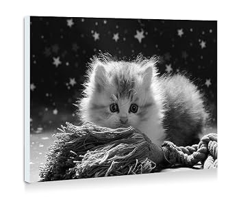 Amazon Com Cute Fluffy Kitten Art Print Wall Art Frameless