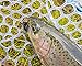 YZD Realistic Fly Fishing Flies Set Dry Fly Mosquitos Set of 12 Flies Handmade Rainbow Trout Fishing Lure kit Flyfishing…