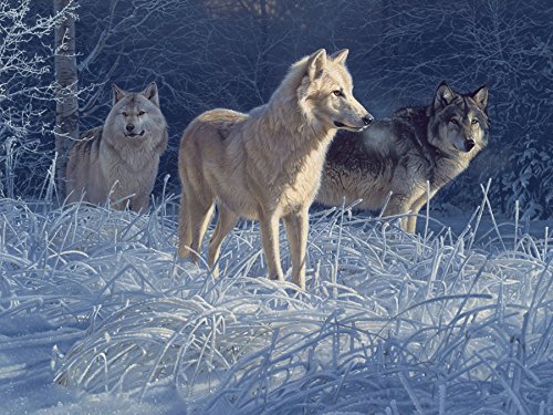 White Gold Wolves