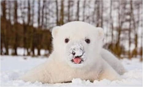 Amazon Wsxyhn 超かわいいホッキョクグマ白い帆布絵画ポスター装飾ギフト壁ホームバーポスター装飾ギフト 60x1cmフレームなし アートフレーム ポスター オンライン通販