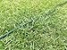 Palmetto Golf 100 6 inch 11 Gauge Anti-Rust Heavy Duty Galvanized Professional Contractor Grade Metal Sod/Landscape/Garden/Lawn Staple and Fabric Pins/Stakes/Pegs - Made in The USA