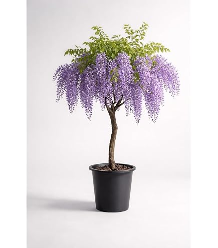 white japanese wisteria White Wisteria