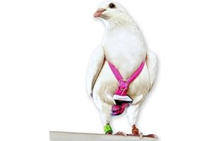 FLYPER Adjustable Mini Bird Diaper | Reusable, Washable Cloth | Comfort Fit for Parrots, Cockatiels, and Other Small Birds | Fashionable Avian Accessories Butterfly, Butterfly Bonanza, Size 6