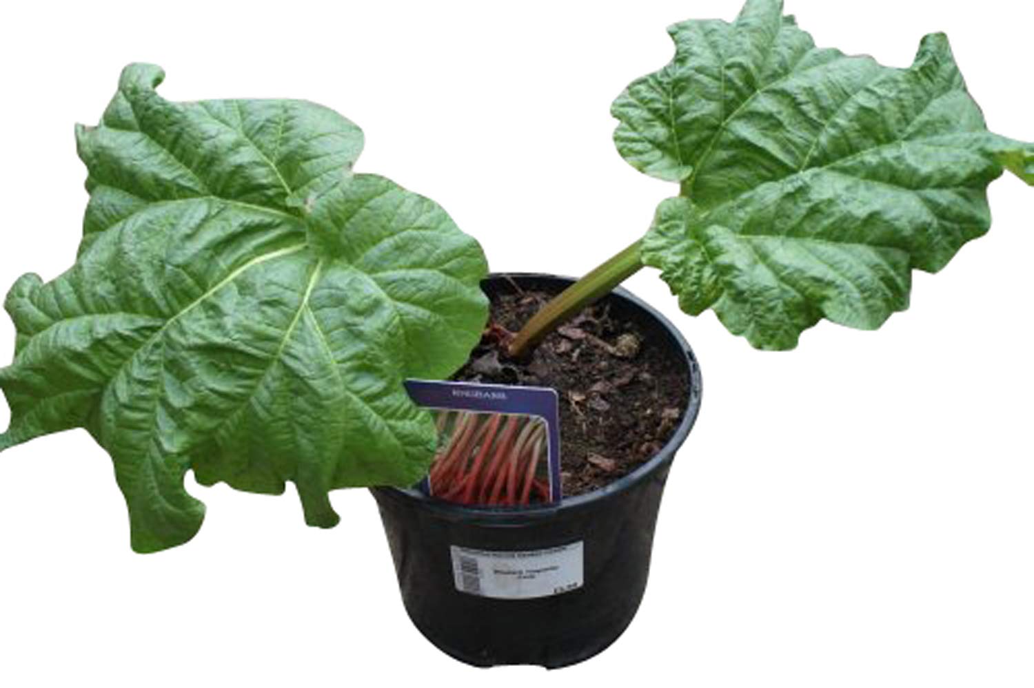 Rhubarb Plants Timperley Early Rhubarb Potted Root in a 3 litre pot