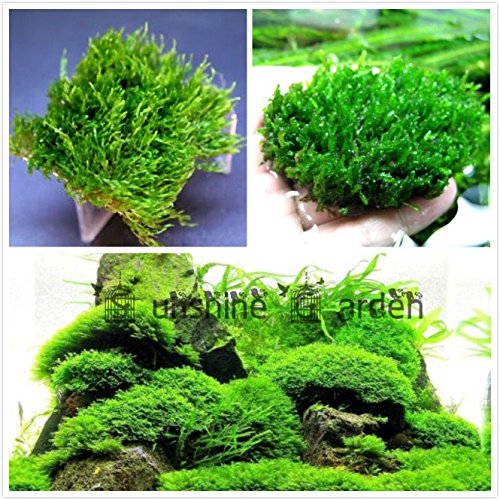 Aquarium Plant Seeds For Sale