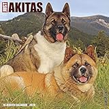 Akitas 2020 Wall Calendar (Dog Breed Calendar) by