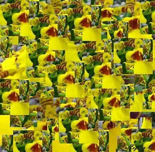 Yellow Orchids by Cezean Mat, Archival Limited Edition Print