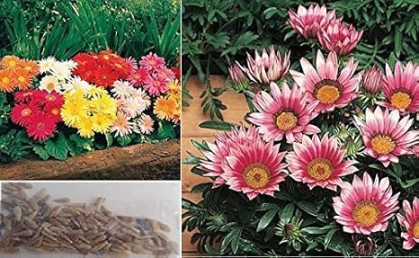 10x Giant Gerbera Daisy Gorgeous Colourful Garden Flowers Plant Seed Flower Seed 365 Amazon Co Uk Garden Outdoors