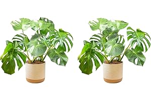 Costa Farms Monstera, Swiss Cheese Plant Live Plants in Decorative Pot,Large Indoor Houseplant, Perfect for Home, Room, or Office Decor, Great House Warming or Birthday Gift, 2-3 Feet Tall, Pack of 2