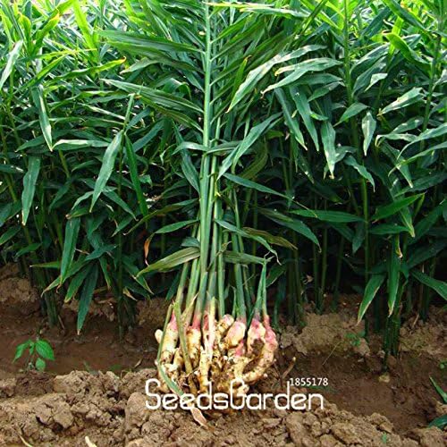 Time-Limit!!100 Pcs/Lot Ginger Seeds Balcony Vegetables Potted Bonsai Plant Seeds Four Seasons Zingiber Seeds Plants