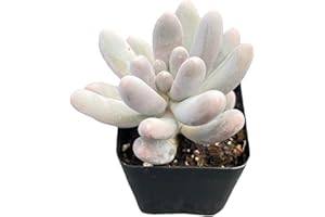 Fleshy Flora Live Succulent Plants Pachyphytum 'Sweet-Dumplingss', Mini Potted Succulents, Approx 2" D x 2" H, Easy Care Indoor Houseplant, Unique Gifts, Home Office Décor