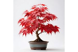 Japanese Red Maple Sapling 12–16 Inch Tall – Vibrant Red Foliage, Fast-Growing Ornamental Tree for Garden, Balcony, Office & 