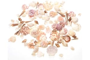 PowerTRC Mixed Beach Sea Shells for Ocean Theme Parties and Weddings Decoration | Vase, Fountain & Fish Tank Filler Various Sizes 1”-2.5” | Approx.100 Sea Shells