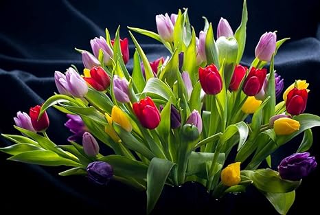 Amazon Com Colorful Tulips Red Pink Purple Yellow Flowers Natural Scenery Art Print Canvas Poster 28x42inch Posters Prints