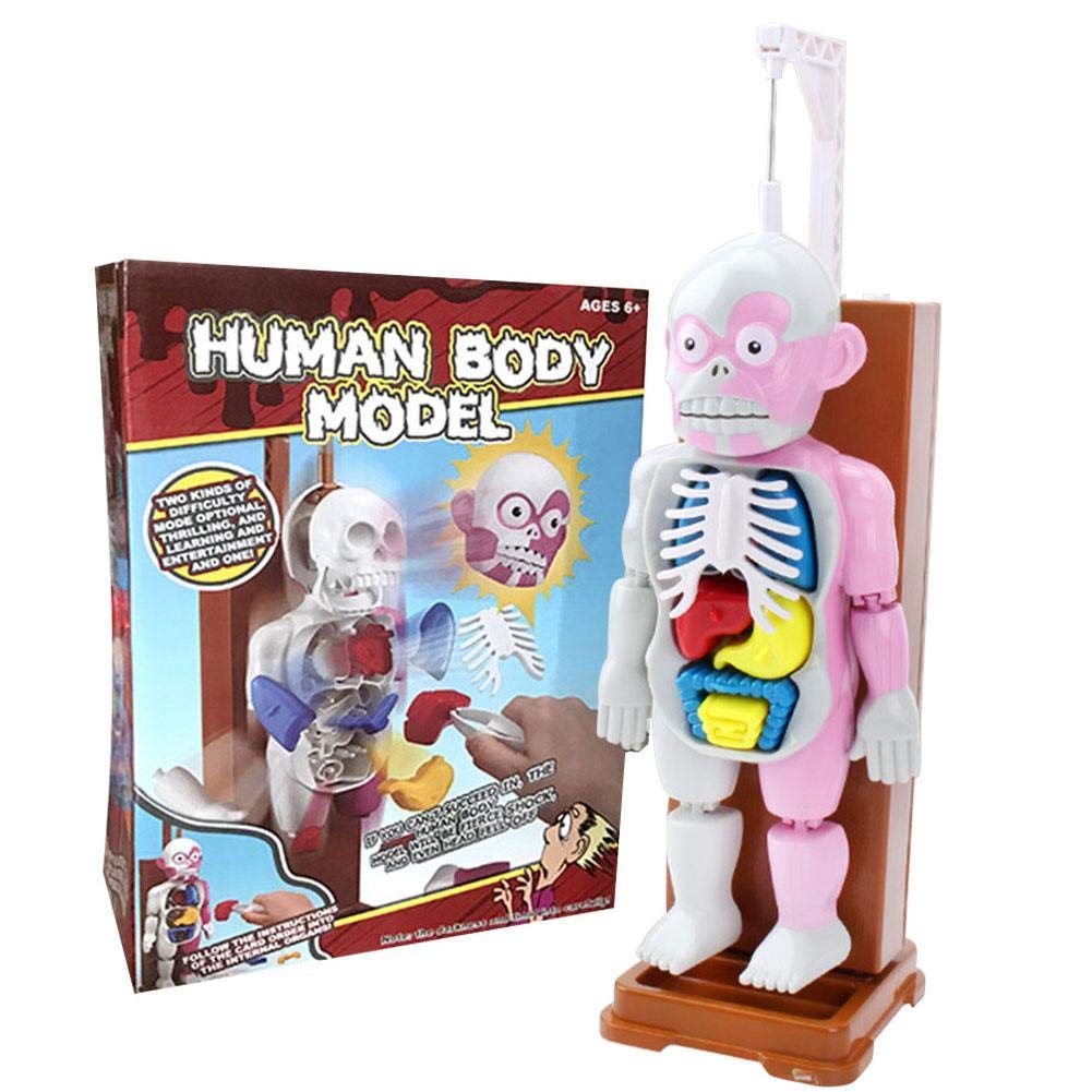 human body anatomy model toy