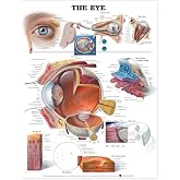 The Eye Anatomical Chart | -9691PL1.5