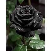 Rare Rose Seeds - 150 Pcs Black Rose Flower Heirloom, No-GMO Perennial Shrub Flowers Seed Beautiful Flower for Home Garden
