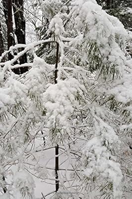 Beautiful Winter Day Photography Journal Notebook Diary - 