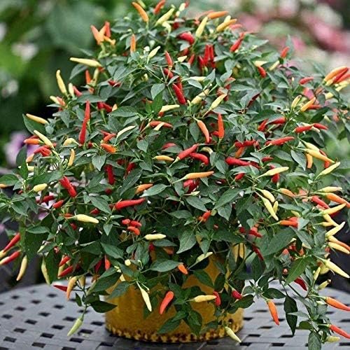 Firecracker (Indian Hybrid) Hot Pepper Seeds immense