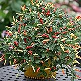 Firecracker (Indian Hybrid) Hot Pepper Seeds