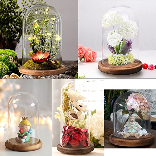 Reelva Decorative Clear Glass Cloche Bell Jar Display Case (D12.5cmH20cm)