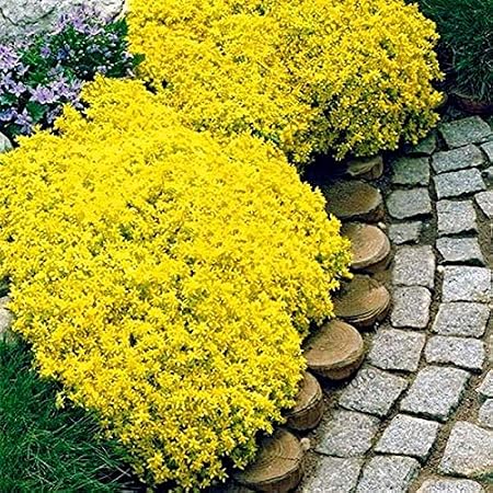 Acecoree Samen Polsterthymian Samen Blumen Teppich Duftender