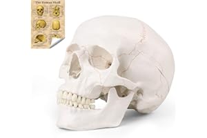 LYOU Human Skull Model, Life Size Human Skull Head, Model Human Anatomy Head Skeleton Model for Learning, (Line Painted Skull)