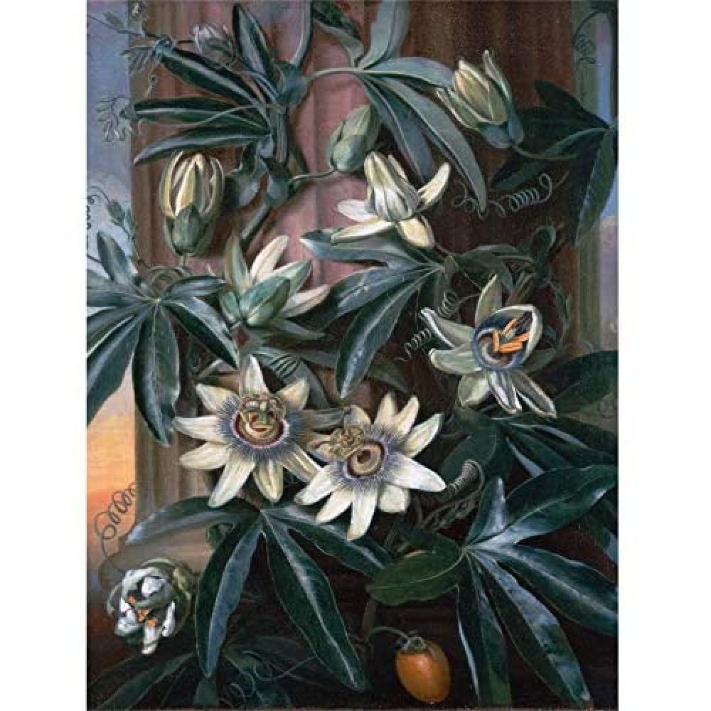 Artery8 Reinagle Blue Passion Flower Temple Flora Thornton Painting Art Print Canvas Premium Wall Decor Poster Mural