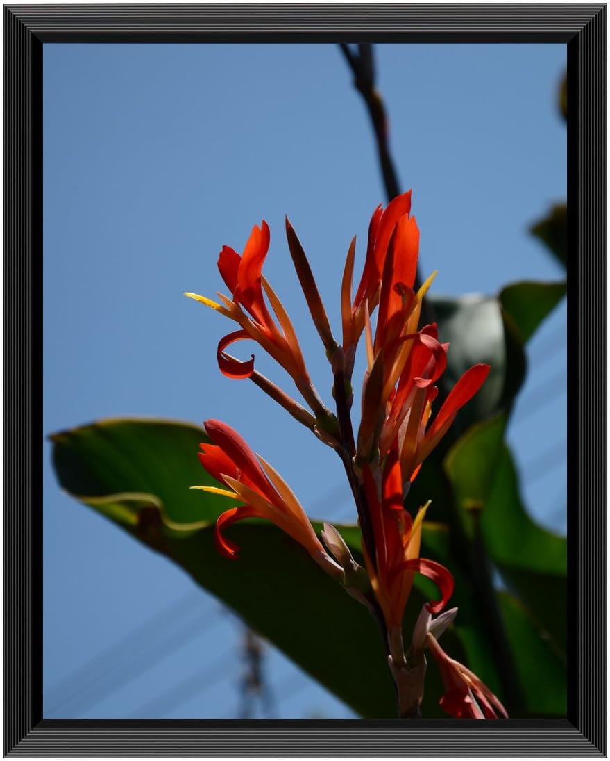 Photo Albums, Frames & Accessories - Uzifa 11x14 Picture Frame Photo Poster Frames 11x14- Safety high transparent PC sheet NON GLASS without Mat for Display Certificate as Wall Mount V21114G – BLACK