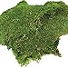 BirchForest Green Sheet Moss Dried, Preserved Sheet Moss, Fresh Green (Pack of 6oz)