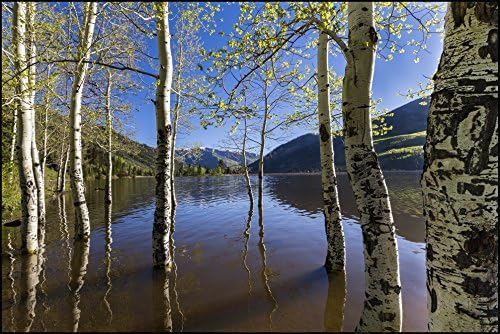 Utah Nature Photography Framed 12x18 Inch Nature Art Print Of Quaking Aspen trees In Smith And Morehouse Lake | Mountain Lake Wall Decor Art Direct From The Artist