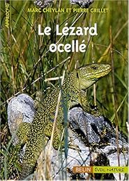 Le  lézard ocellé