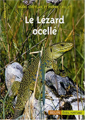 Le  lézard ocellé