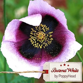 Mohn'Burma White' - 250 Samen (extrem potent!) DAS ORIGINAL by rsteinborn
