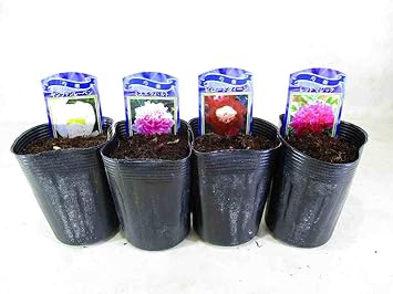 Amazon 芍薬 洋 シャクヤク の苗 4種組 ヤンファンレーベン ミスエクハルト ビロードクイーン レッドマジック 3号ロングポット 鉢