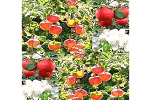 MYSEEDS.CO - BIG PACK SEEDS Big Pack - (500) Red Delicious Apple - Malus pumila Tree Seeds - Very Cold Hardy in Zones 3-8 by MySeeds.Co (Big Pack - Paradise Apple)