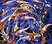 Blue Ridge Live Koi Fish Standard Fin – Garden Pond, Aquarium and Tank, Healthy and Bio-Secure – Grade AA (4-5 inches, Lot of 10 Fish)thumb 1