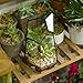 NCYP Small Glass Geometric Terrarium - 4.9 x 3.9 x 7.4 Inches Irregular Clear Planter Pot for Succulents, Cactus, Indoor Garden Tabletop Decoration, Centerpiece (No Plants, No Door)
