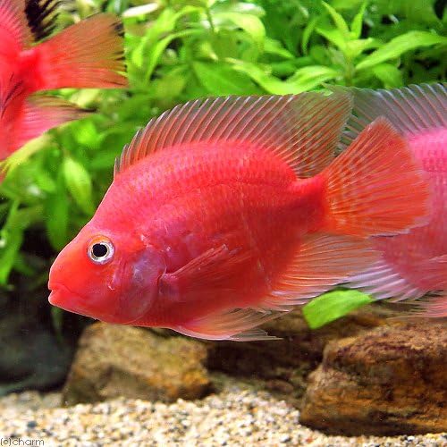 熱帯魚 キングコングパロットファイヤー Msサイズ 1匹 生体 B071r6v4q8 1 946円 人気海外一番 100 品質保証 全品送料無料 即日出荷 Sale開催中