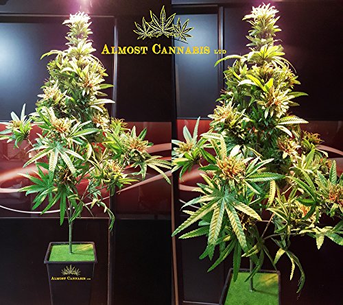 Cannabis Plant with beautiful Buds,Artificial Marijuana