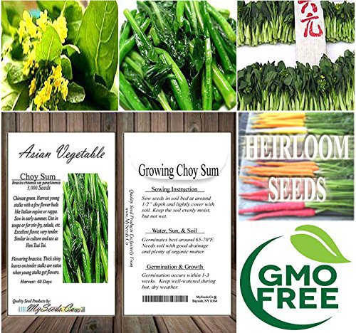 BIG PACK - (3,000) Choy Sum Brassica Vegetable Seed - TSOI SIM CHOY SIM Seeds - Non-GMO Seeds by MySeeds.Co (BIG PACK - Choy Sum)
