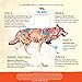NutriLove Fish Oil for Dogs 16oz - Large & Small Dog and Cats – Omega 3 6 9 Fatty Acids Higher than Salmon Oil - Wild Supplement - Dry Skin, Healthy Coat, Heart, Immune System, Joints - Made in USA