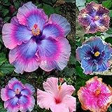 Braceus 100Pcs Rare Rainbow Color Giant Hibiscus Seeds Potted Plant Perennial Flower Seed
