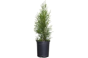 PLANTS BY MAIL 2.5 Qt - Emerald Green Arborvitae (Thuja Occidentalis), Large Evergreen Shrub/Tree
